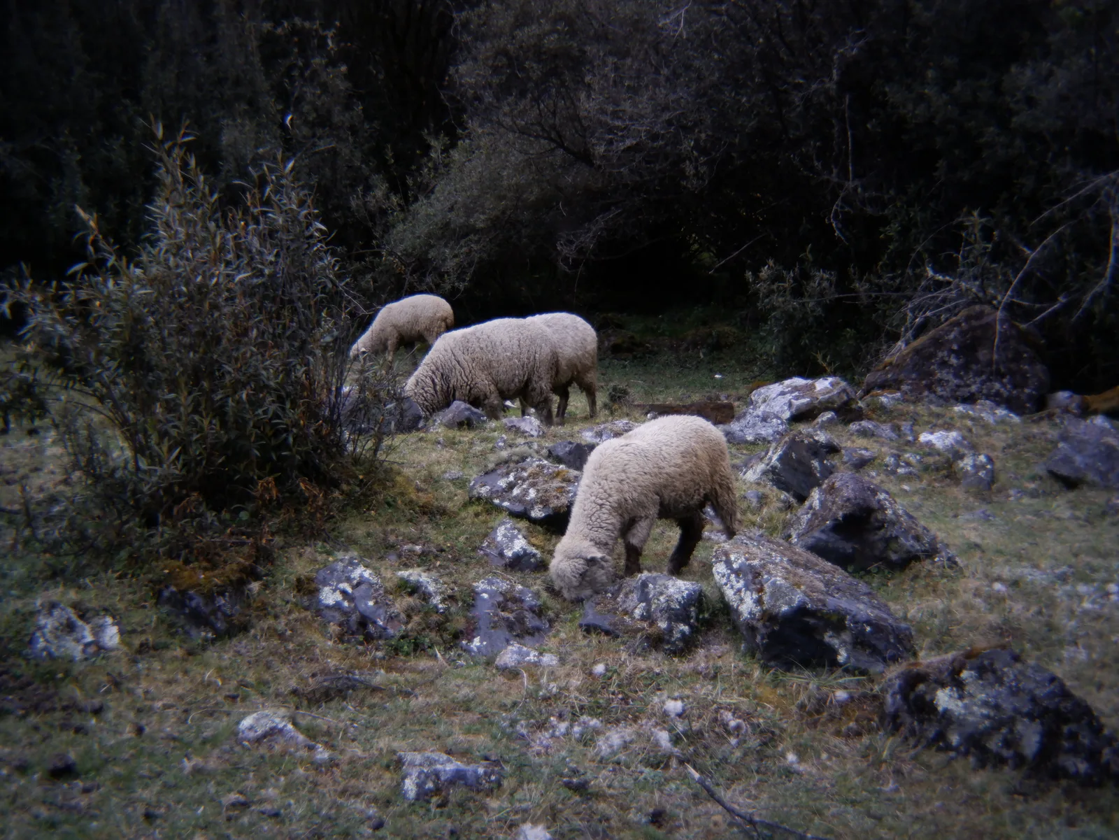 Voisins de sentier